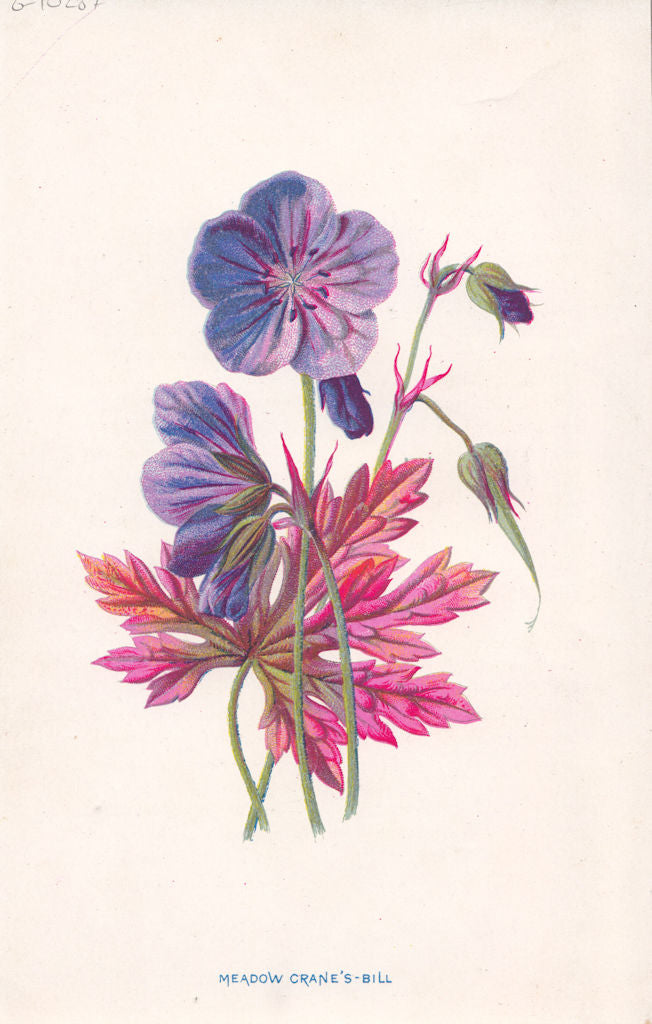 FLOWERS. Meadow Crane's Bill c1895 old antique vintage print picture